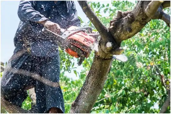 tree services Dalhart